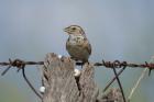 Singing Bush Lark by Mick Dryden Singing Bush Lark by Mick Dryden