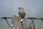 Singing Bush Lark by Mick Dryden