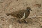 Squatter Pigeon by Mick Dryden