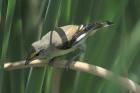 Striated Pardalote by Mick Dryden