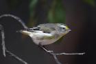 Striated Pardalote by Mick Dryden Striated Pardalote by Mick Dryden