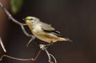 Striated Pardalote by Mick Dryden Striated Pardalote by Mick Dryden