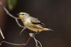 Striated Pardalote by Mick Dryden