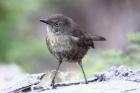 Tasmanian Scrubwren by Mick Dryden Tasmanian Scrubwren by Mick Dryden