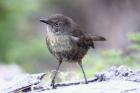 Tasmanian Scrubwren by Mick Dryden