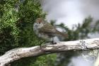 Tasmanian Thornbill by Mick Dryden