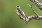 Tree Martin by Mick Dryden