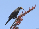 Tui by Tim Ransom Tui by Tim Ransom