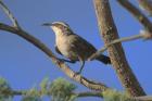 White-browed Babbler by Mick Dryden