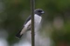 White-breasted Wood Swallow by Mick Dryden
