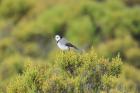 White-fronted Chat by Mick Dryden