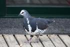 Wonga Pigeon by Mick Dryden