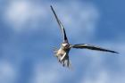 Black-shouldered Kite by Kris Bell Black-shouldered Kite by Kris Bell
