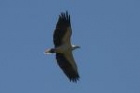 White-bellied Sea Eagle by Mick Dryden