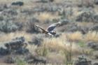 Spotted Harrier by Mick Dryden