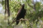 Wedge-tailed Eagle by Mick Dryden