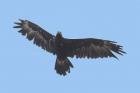 Wedge-tailed Eagle by Mick Dryden