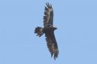 Wedge-tailed Eagle by Mick Dryden