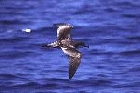 Buller's Shearwater by Mick Dryden