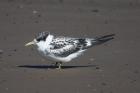 Crested Tern by Mick Dryden