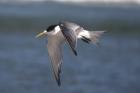 Crested tern by Mick Dryden