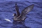 Flesh footed Shearwater by Mick Dryden
