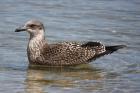 Kelp Gull by Mick Dryden