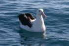 Southern Royal Albatross by Mick Dryden