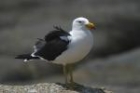 Pacific Gull by Mick Dryden
