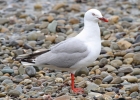 Red-billed Gull by Tim Ransom