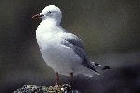 Red billed Gull by Mick Dryden