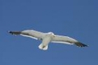 Southern Blackbacked Gull by Mick Dryden