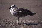 Southern Blackbacked Gull by Mick Dryden