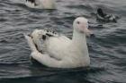 Snowy (Wandering) Albatross by Mick Dryden