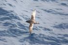 Short-tailed Shearwater by Mick Dryden