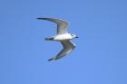 White-winged Black Tern by Mick Dryden