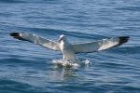 Wandering Albatross by Mick Dryden