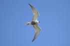 Whiskered Tern by Mick Dryden