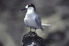 White fronted Tern by Mick Dryden