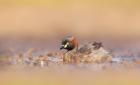 Australian Grebe by Kris Bell