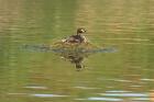 Australian Grebe by Mick Dryden