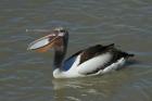 Australian Pelican by Mick Dryden