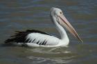 Australian Pelican by Mick Dryden Australian Pelican by Mick Dryden