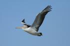 Australian Pelican by Mick Dryden