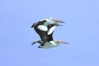 Australian Pelican by Mick Dryden