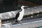 Black-faced Cormorant by Mick Dryden