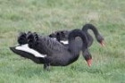 Black Swan by Mick Dryden