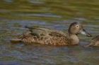 Brown Teal by Mick Dryden