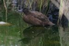 Campbell Island Teal by Mick Dryden Campbell Island Teal by Mick Dryden