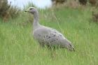 Cape Barren Goose by Mick Dryden